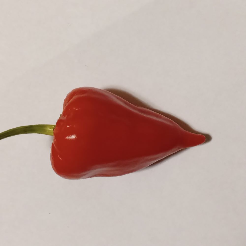 Seminţe Ardei - Nagabon