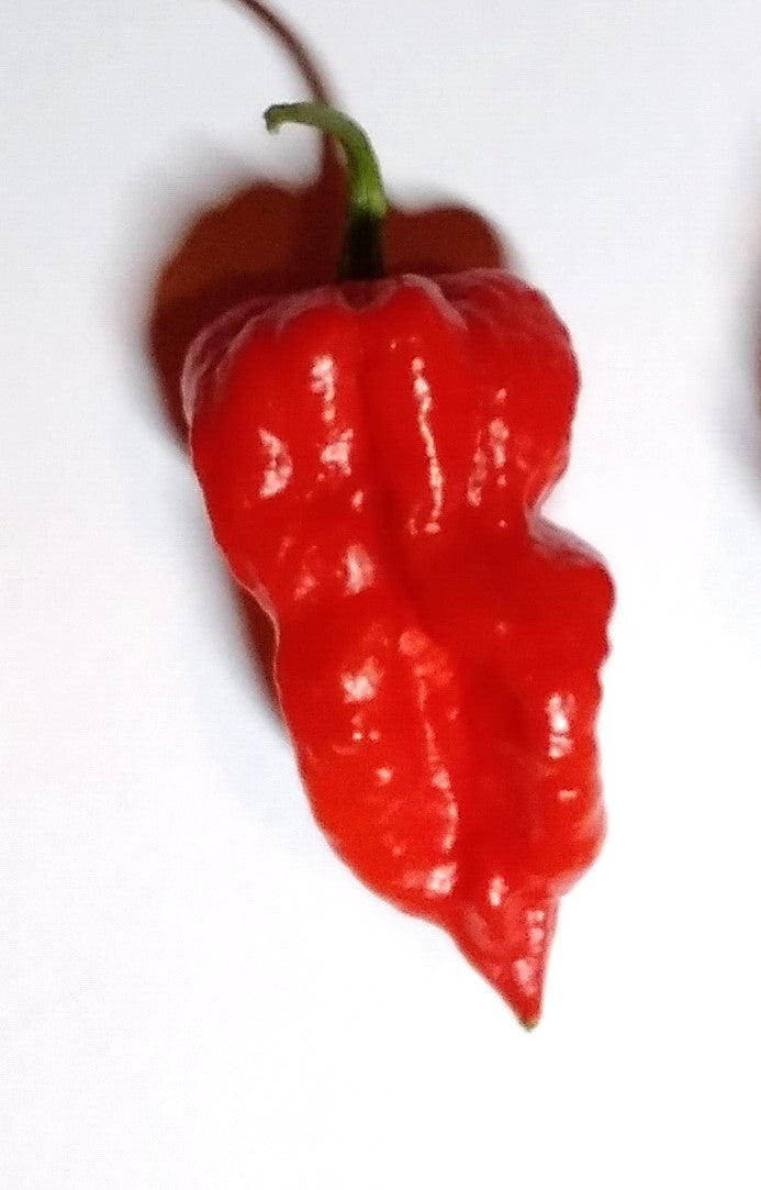 Seminţe Ardei - Nagabrains Red