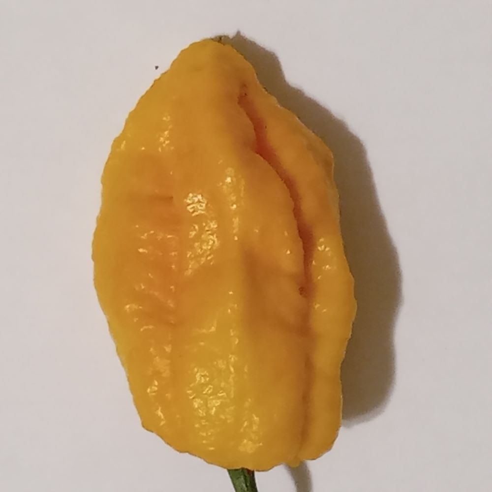 Seminţe Ardei - Nagabrains Yellow