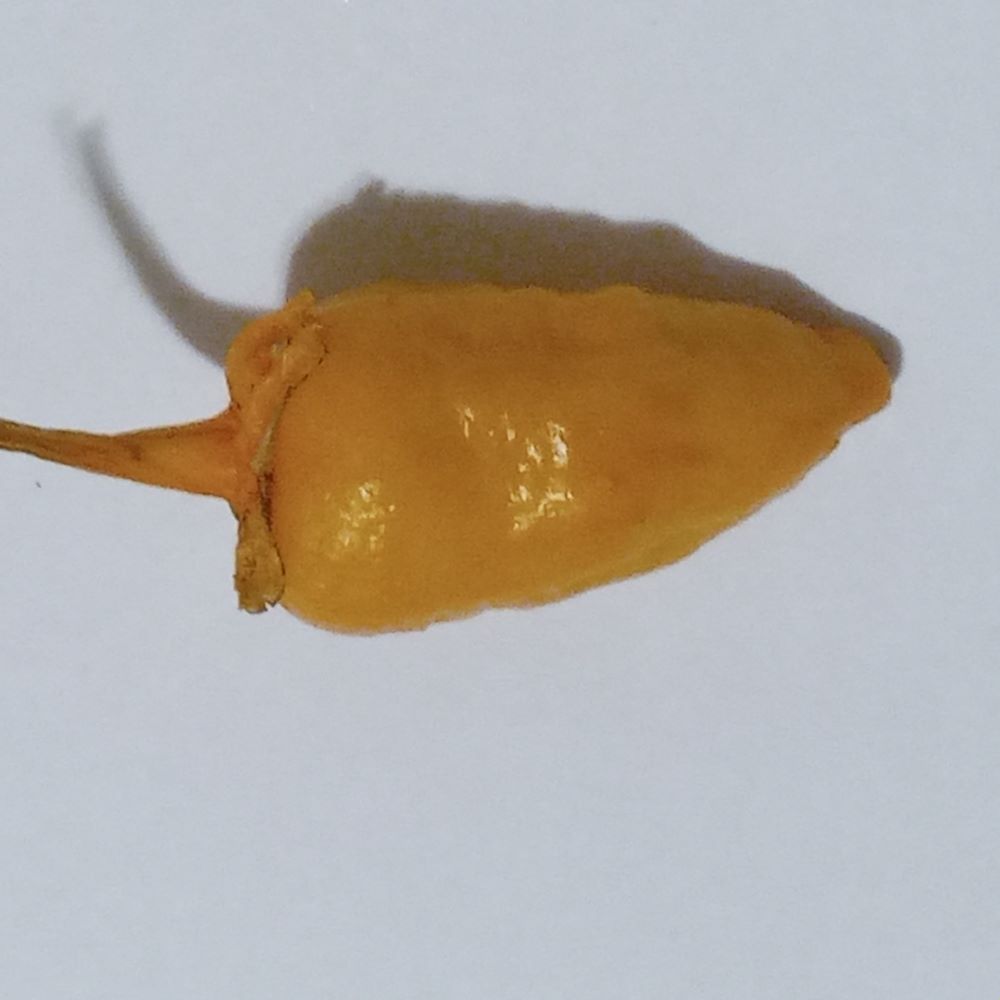 Seminţe Ardei - Nagagum Peach