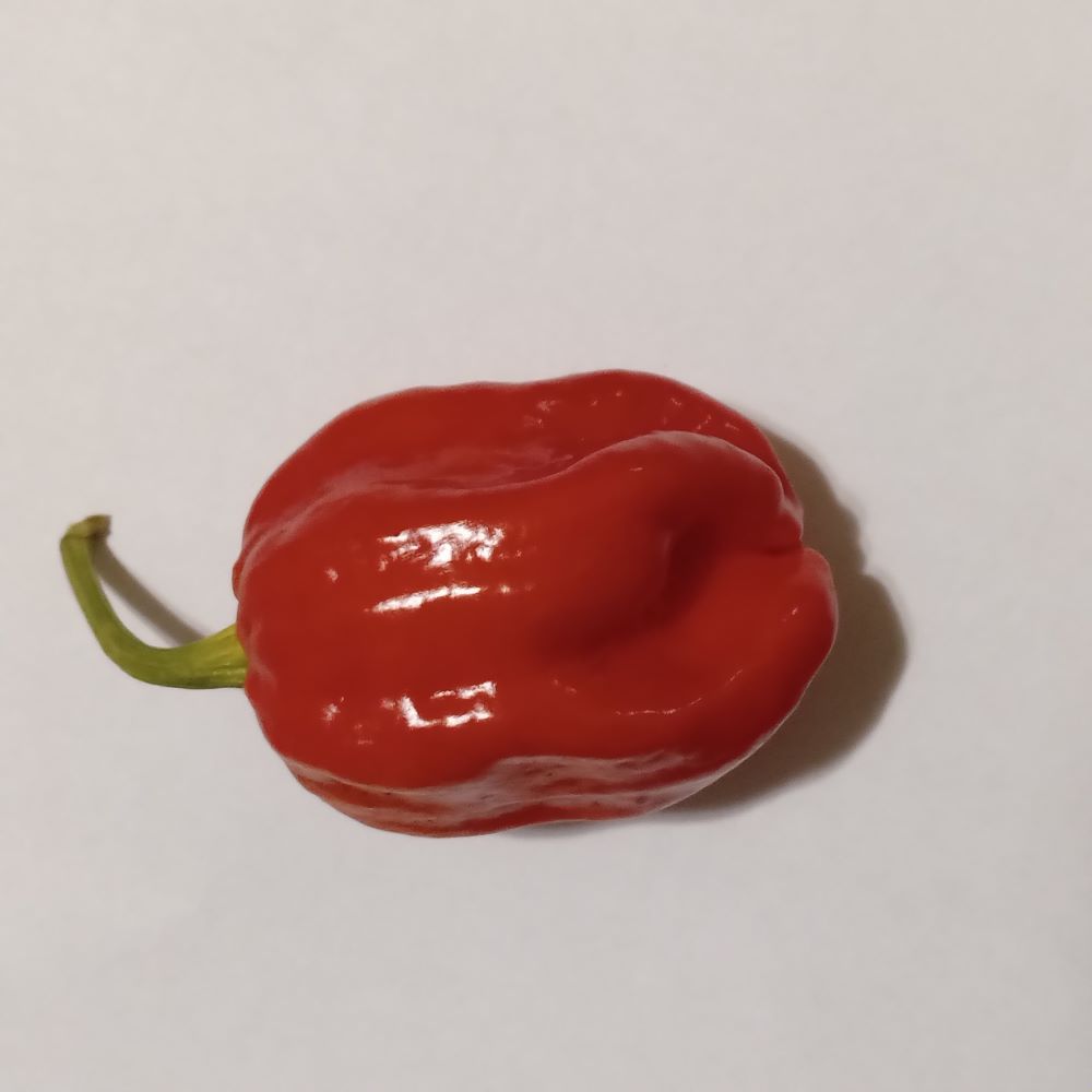 Seminţe Ardei - Nakai