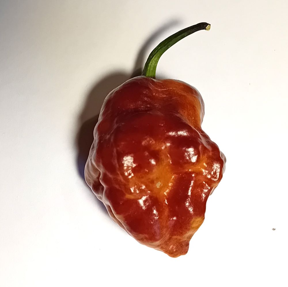 Pepper Seedling - Hurt Berry