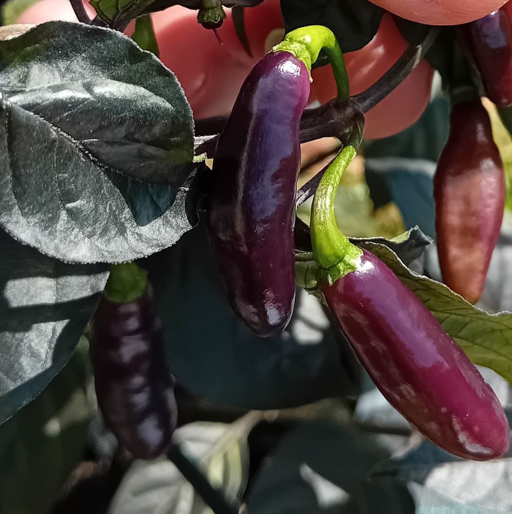 Seminţe Ardei - Neyde White Bullet