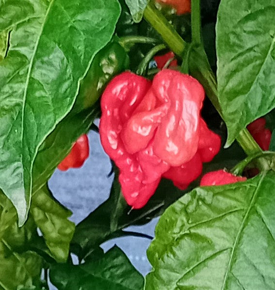 Seminţe Ardei - Numex Suave Red