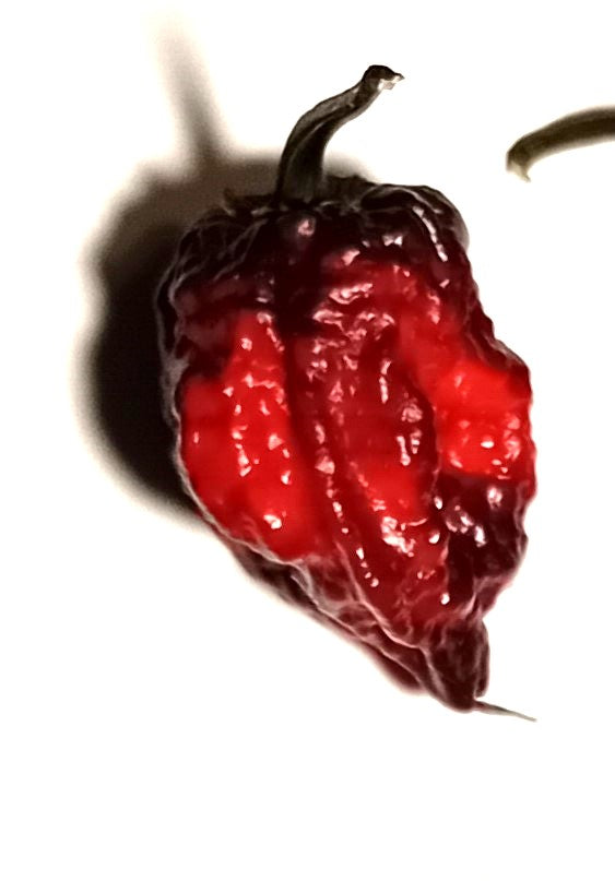 Seminţe Ardei - Orion