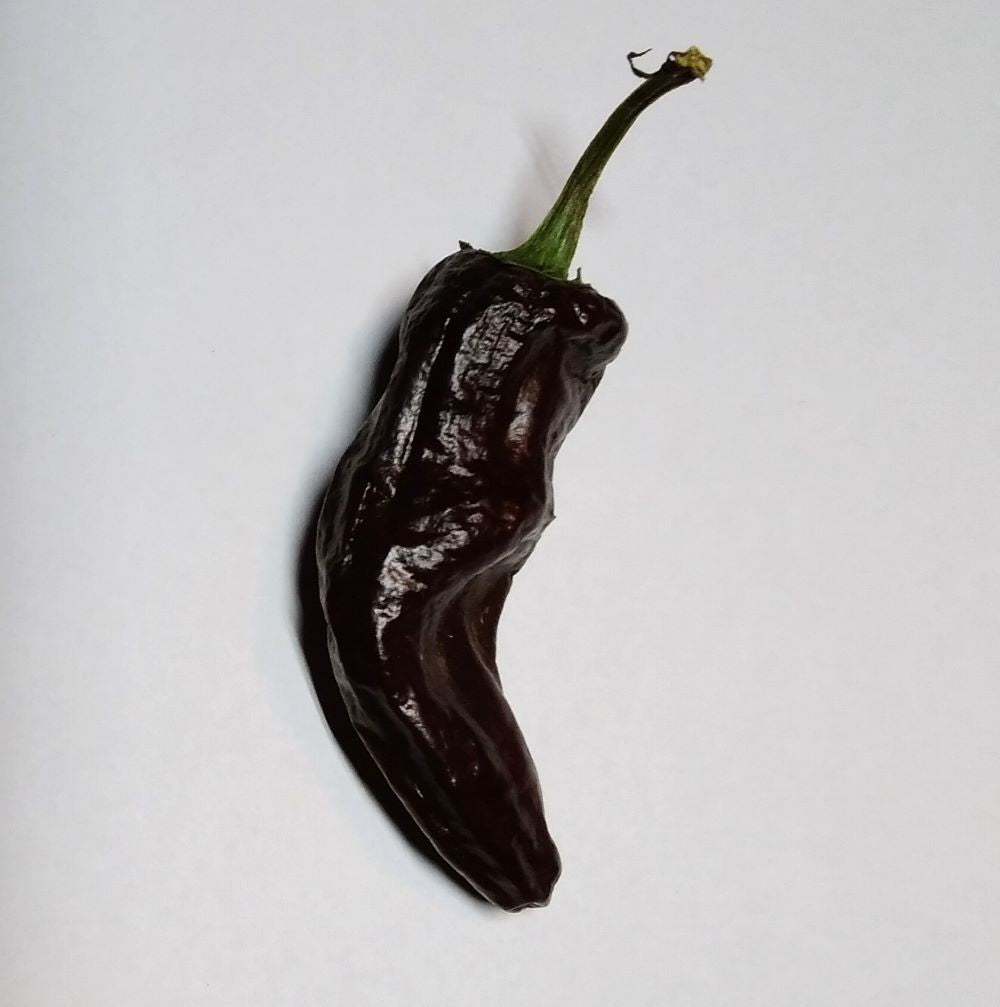 Seminţe Ardei - Pasilla Bajio