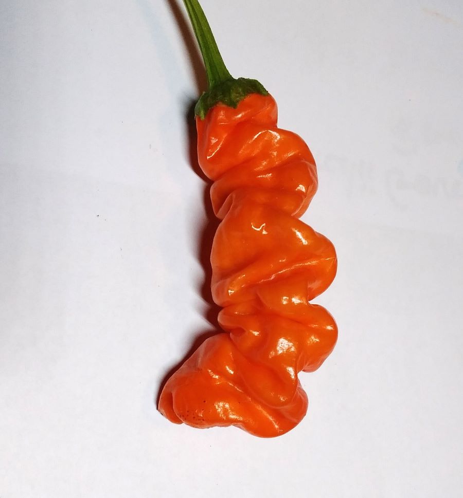 Seminţe Ardei - Peter Pepper Orange