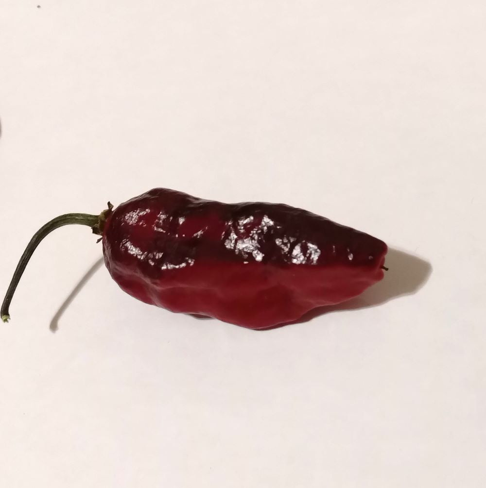 Seminţe Ardei - Pimenta Leopard