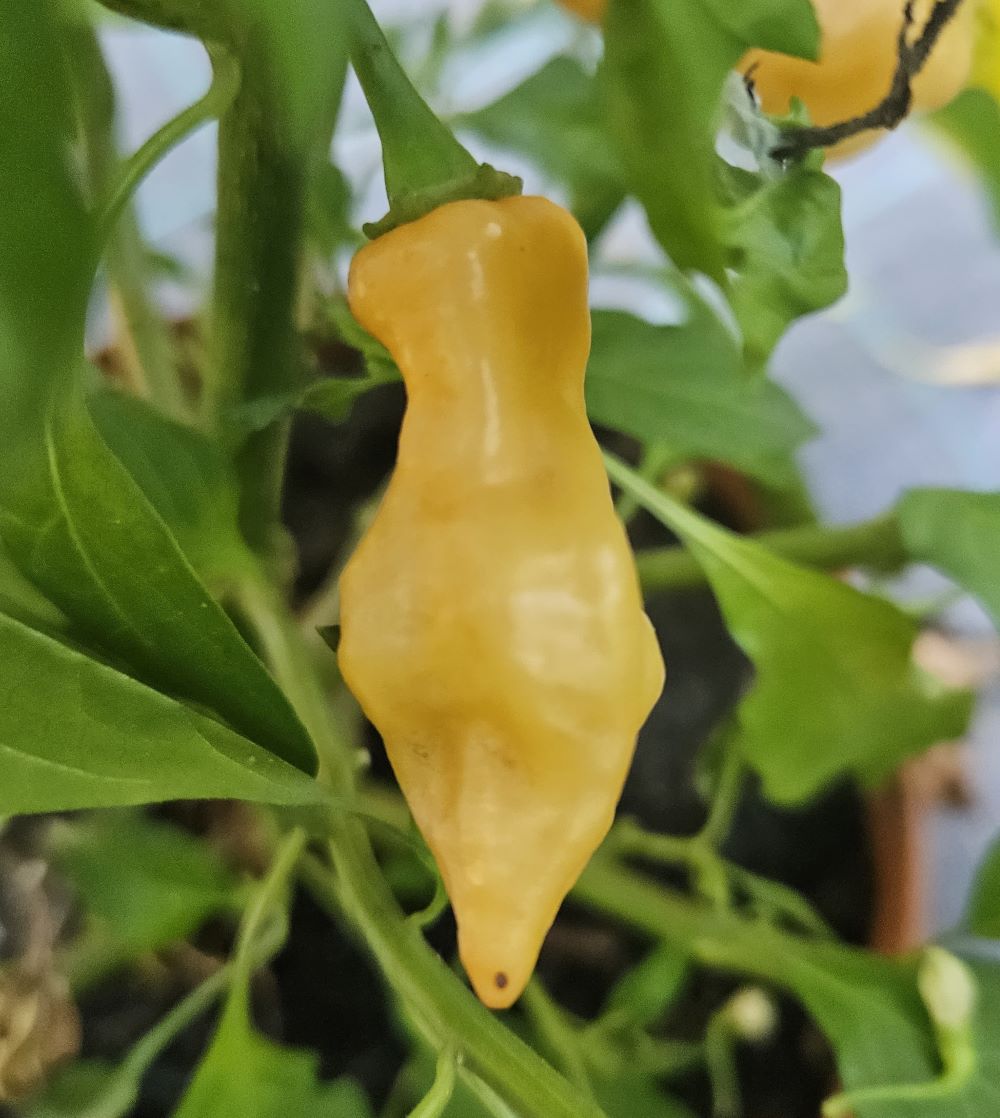 Seminţe Ardei - Pimenta Moranga Peach Cross
