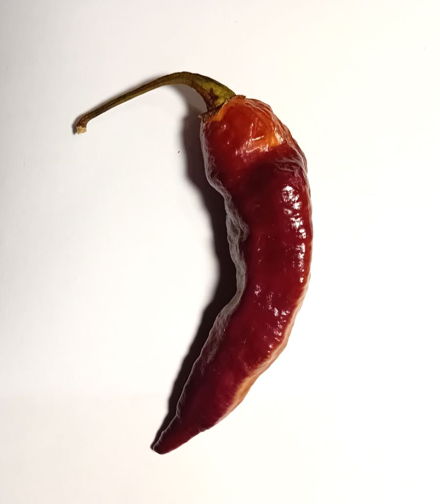 Seminţe Ardei - Pimenta Neyde