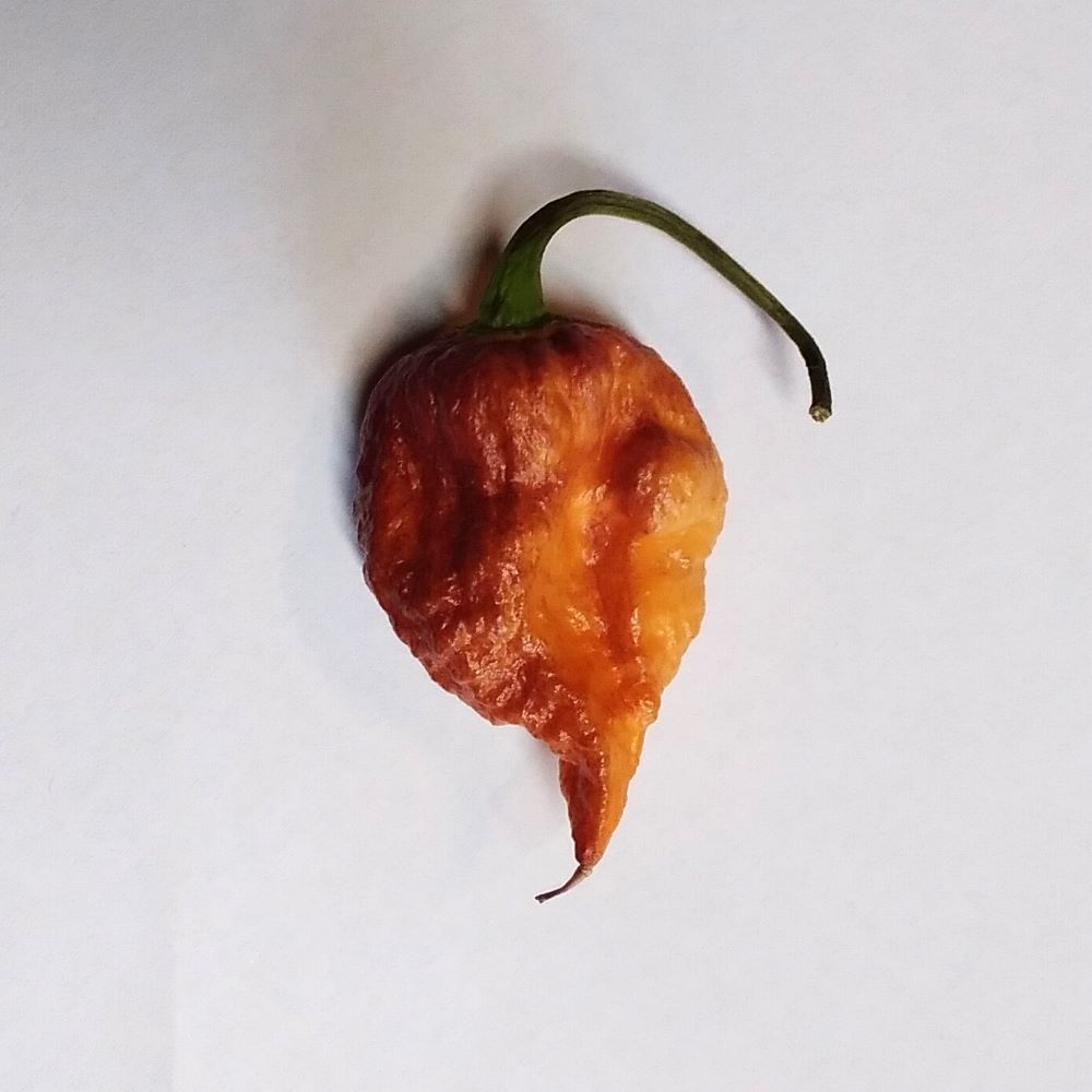 Seminţe Ardei - Pink Tiger X Reaper Peach