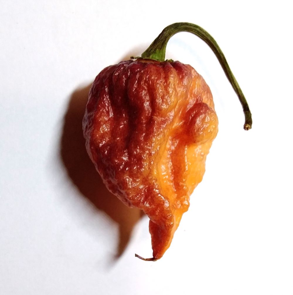 Seminţe Ardei - Pink Tiger X Reaper Peach