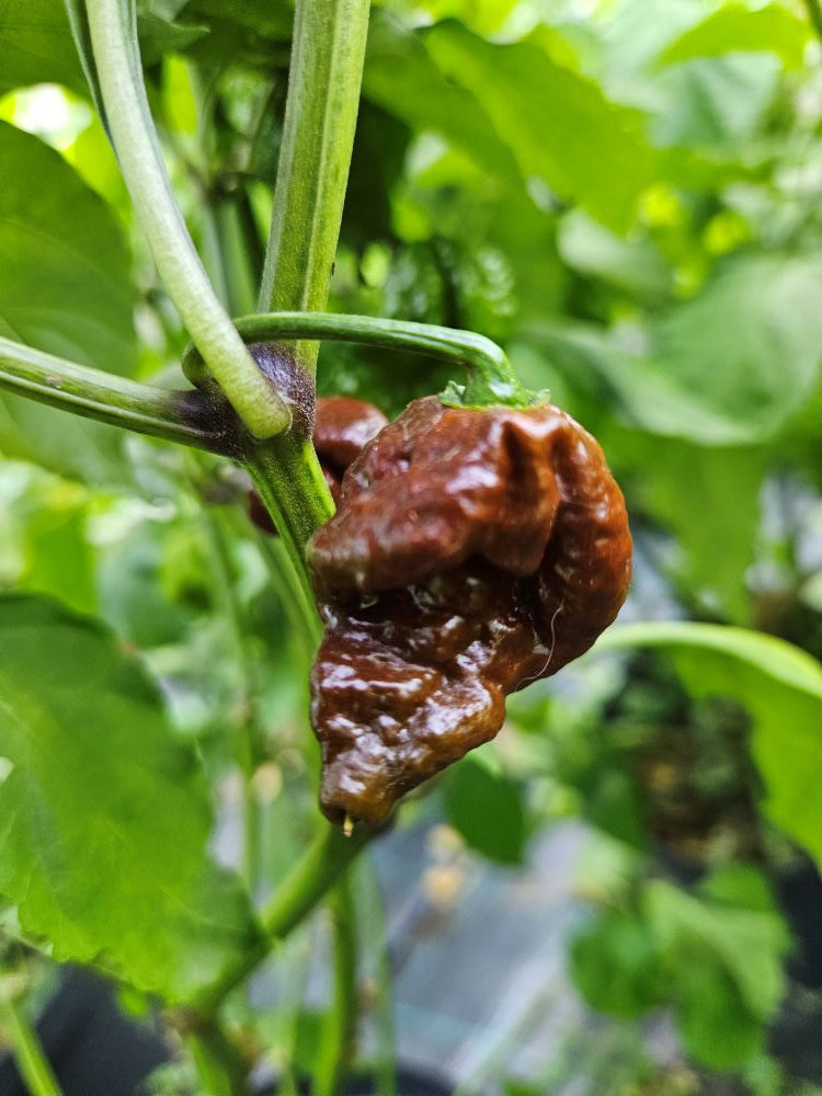 Seminţe Ardei - Podzilla Chocolate