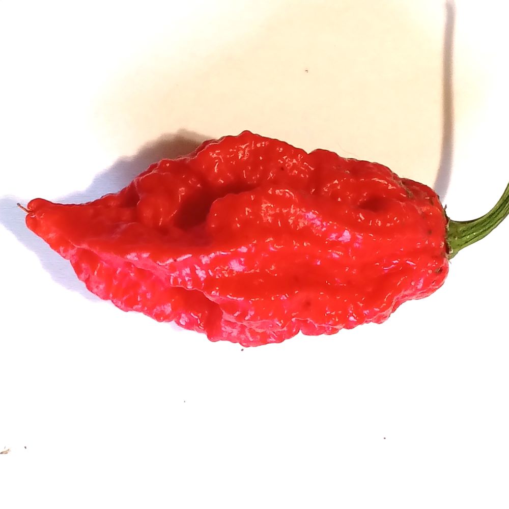 Seminţe Ardei - Podzilla Red