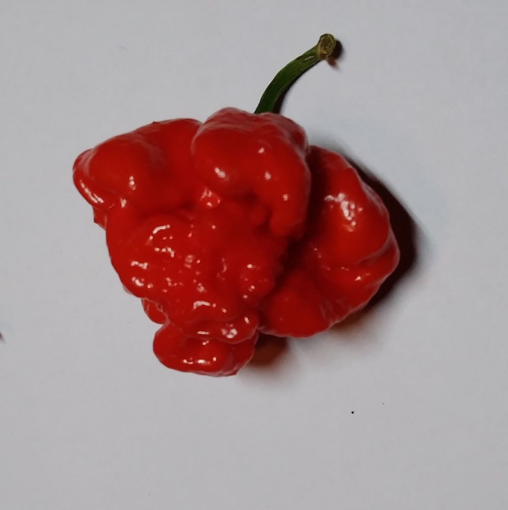 Seminţe Ardei - Primo Lucifer XL