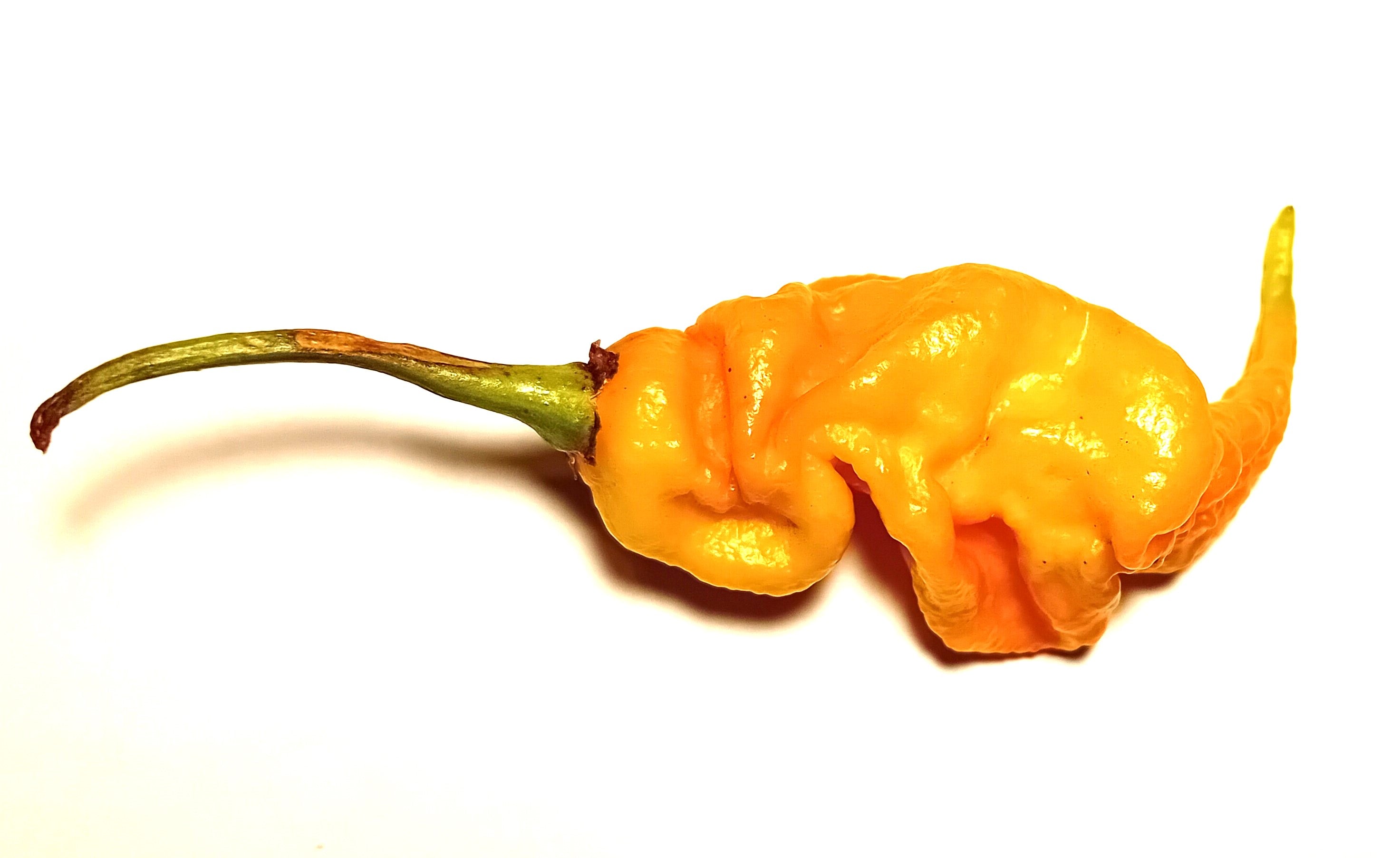 Seminţe Ardei - Primortalii Golden