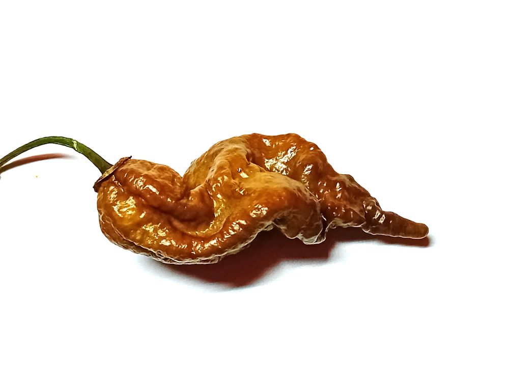 Seminţe Ardei - Primortalii Mustard