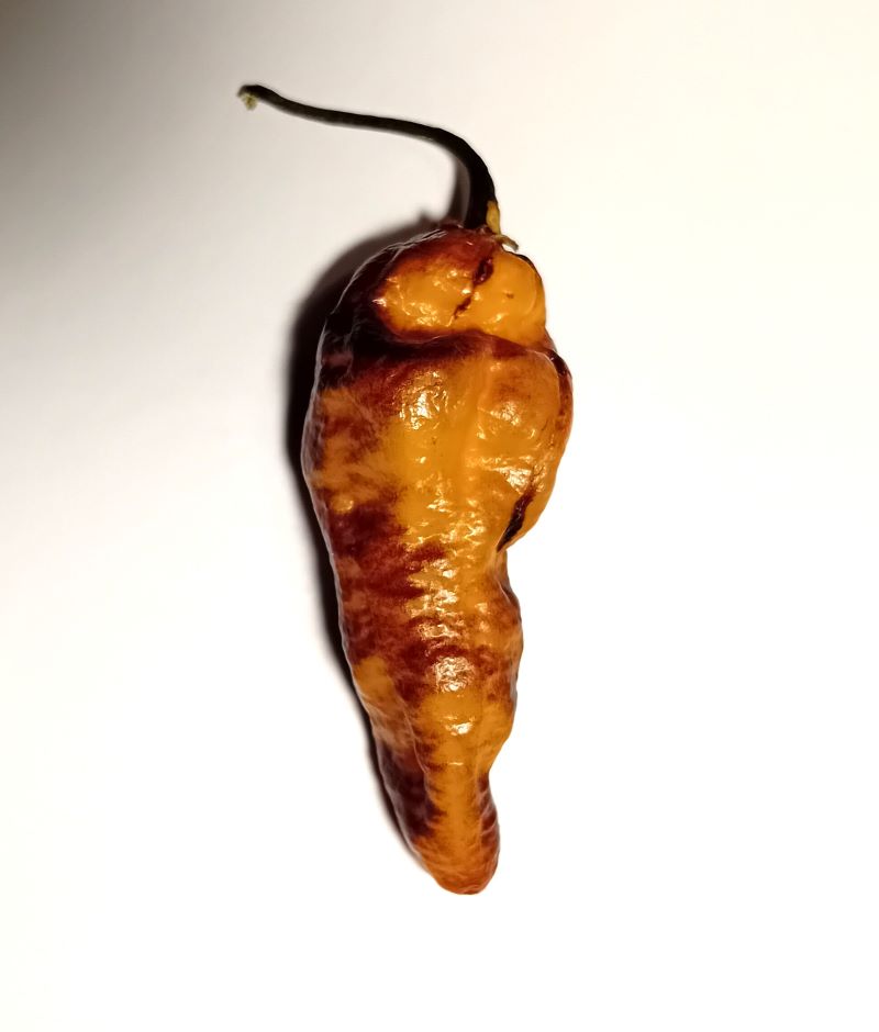 Pepper Seedling - Hurt Berry