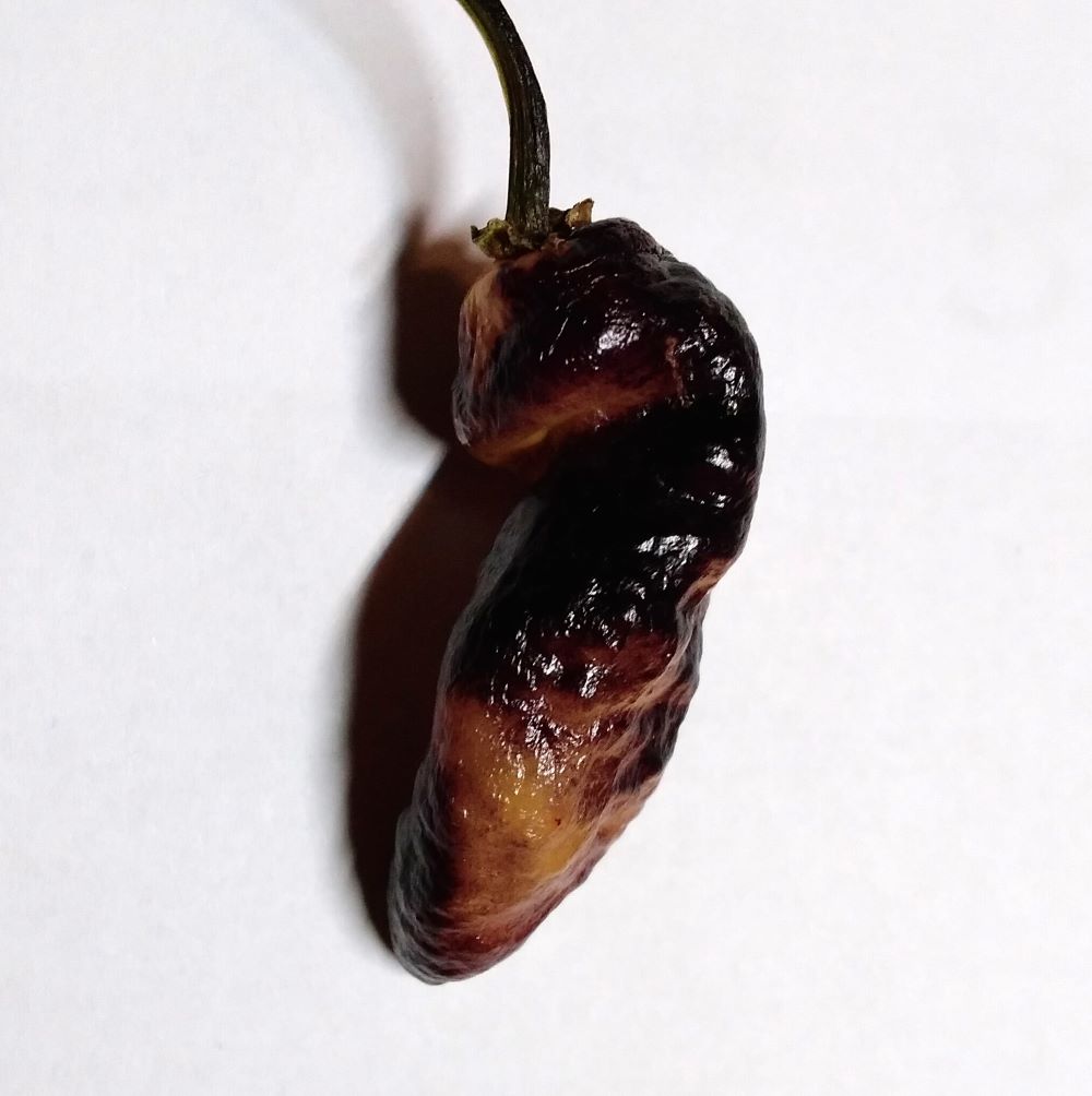 Pepper Seedling - Hurt Berry