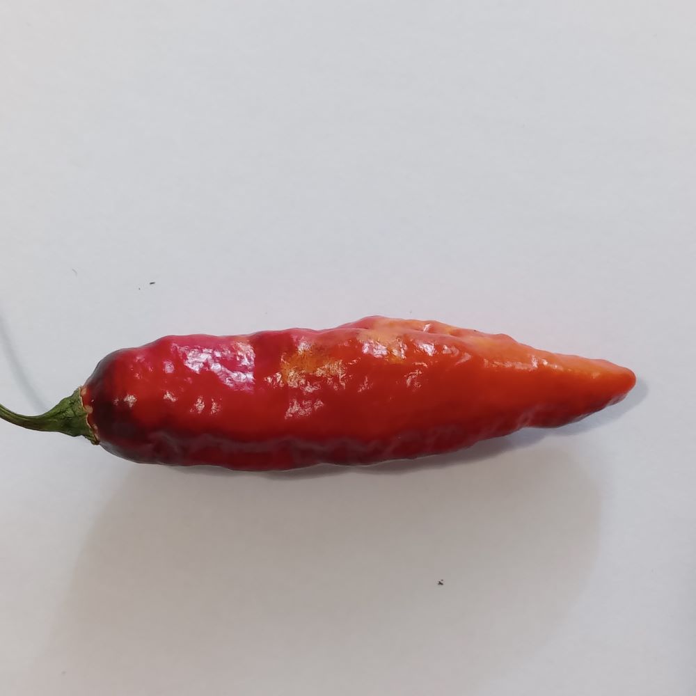 Seminţe Ardei - Purple Masacre Red