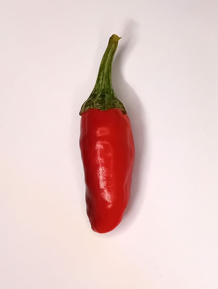 Seminţe Ardei - Purple Pearl