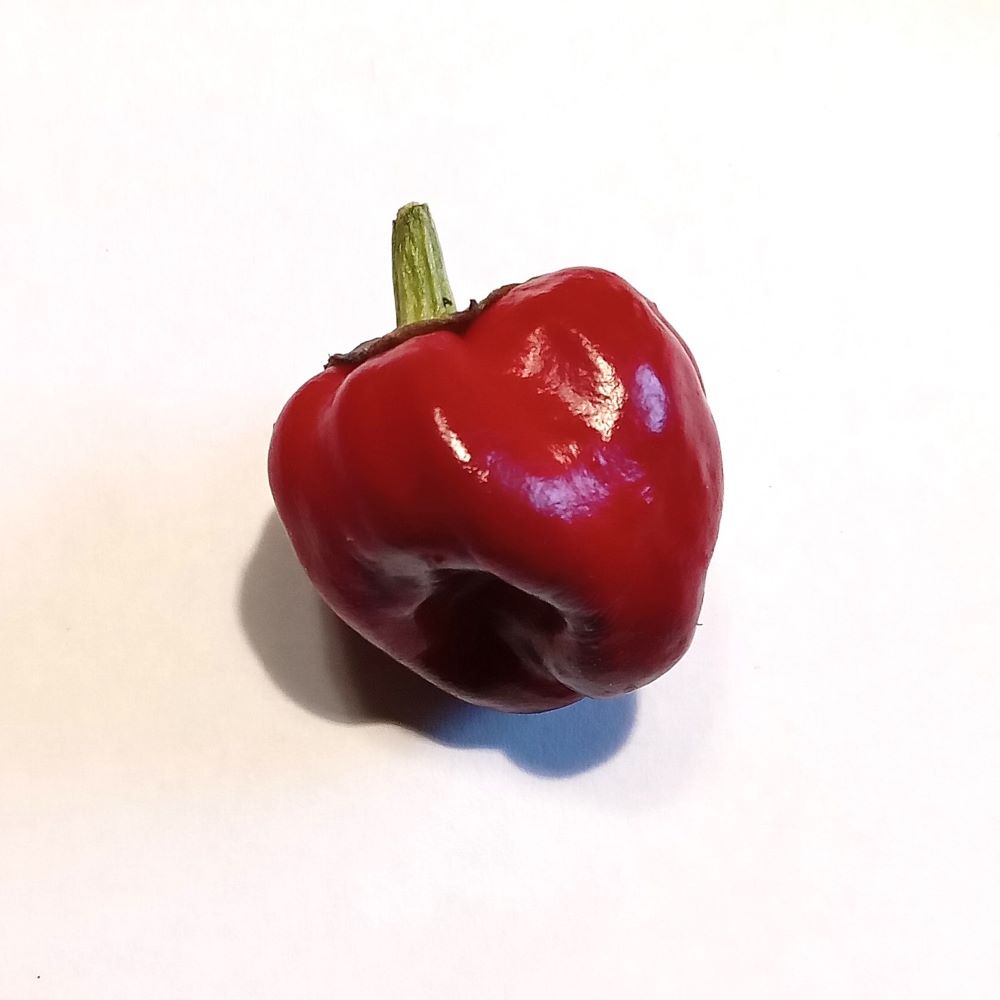 Seminţe Ardei - Purple Pumpkin