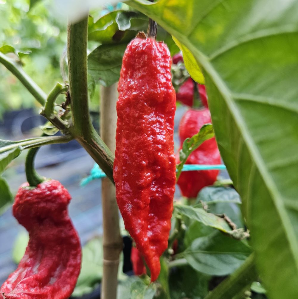 Seminţe Ardei - Raja Mirch