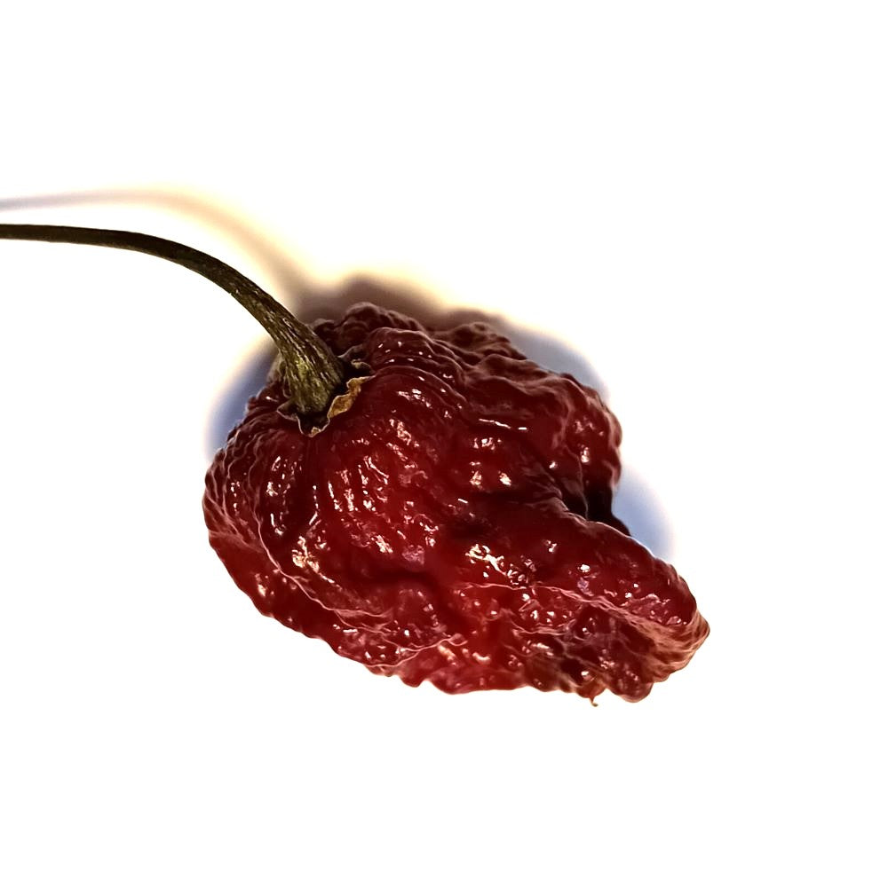 Seminţe Ardei - Raptor