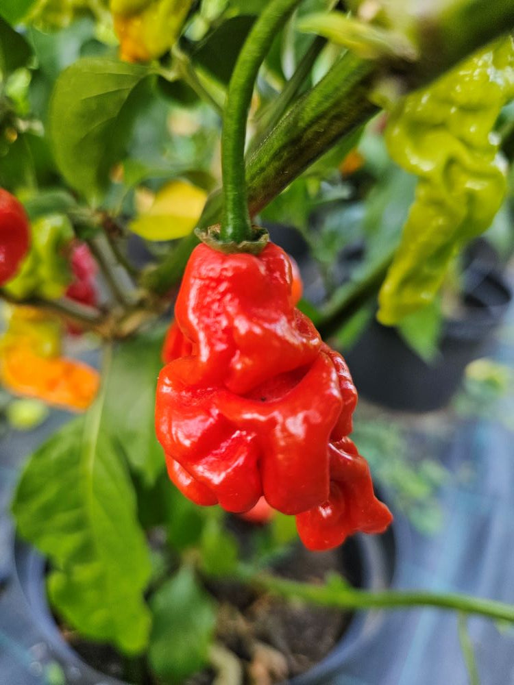 Seminţe Ardei - Obeah x Reaper