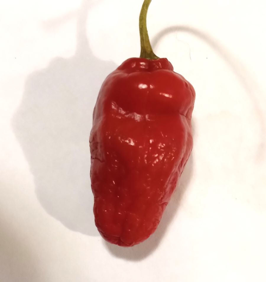 Seminţe Ardei - Rocoto Aji Largo Red