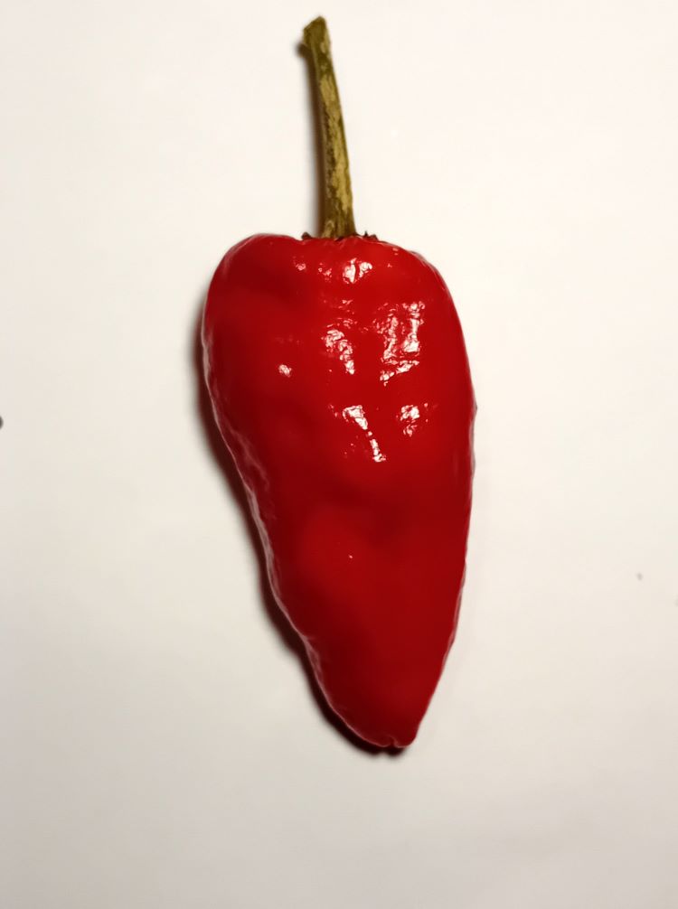 Seminţe Ardei - Santo Domingo Pueblo