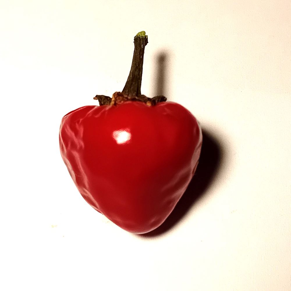 Seminţe Ardei - Satans Kiss