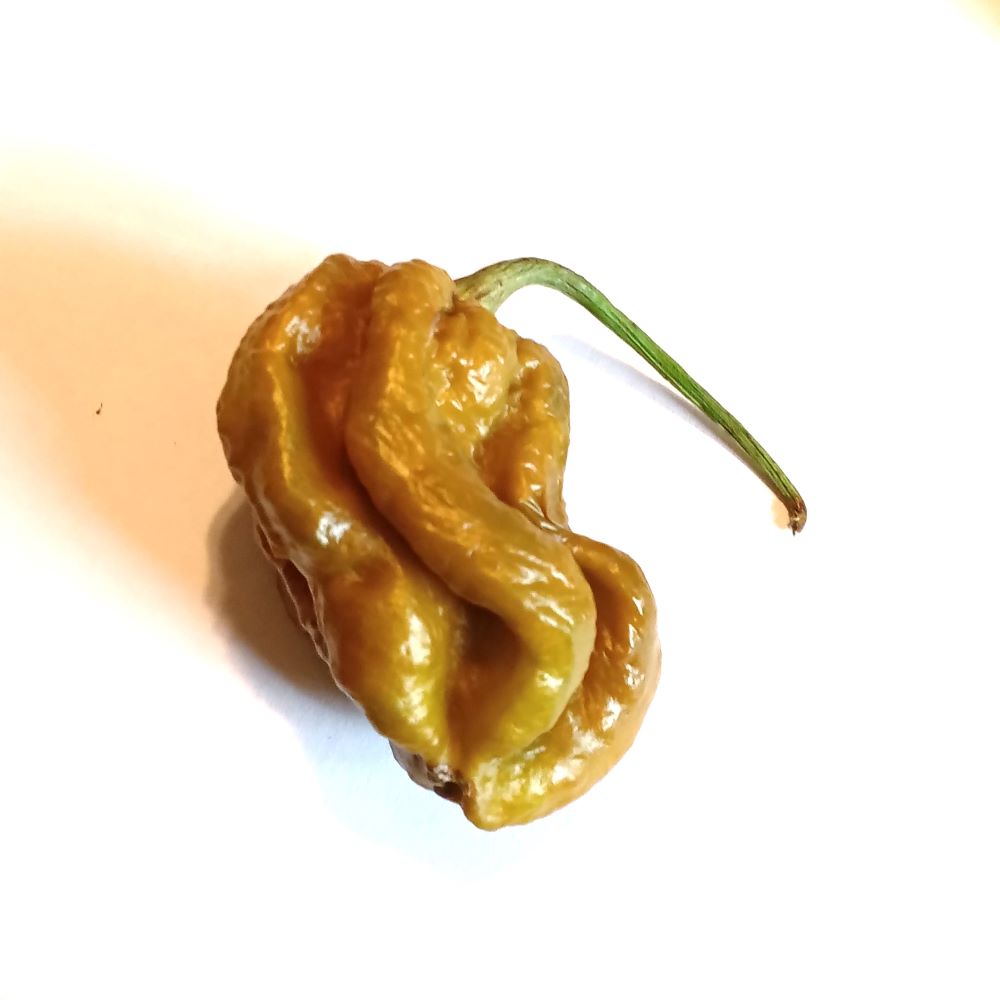 Seminţe Ardei - Scorpion Hulk