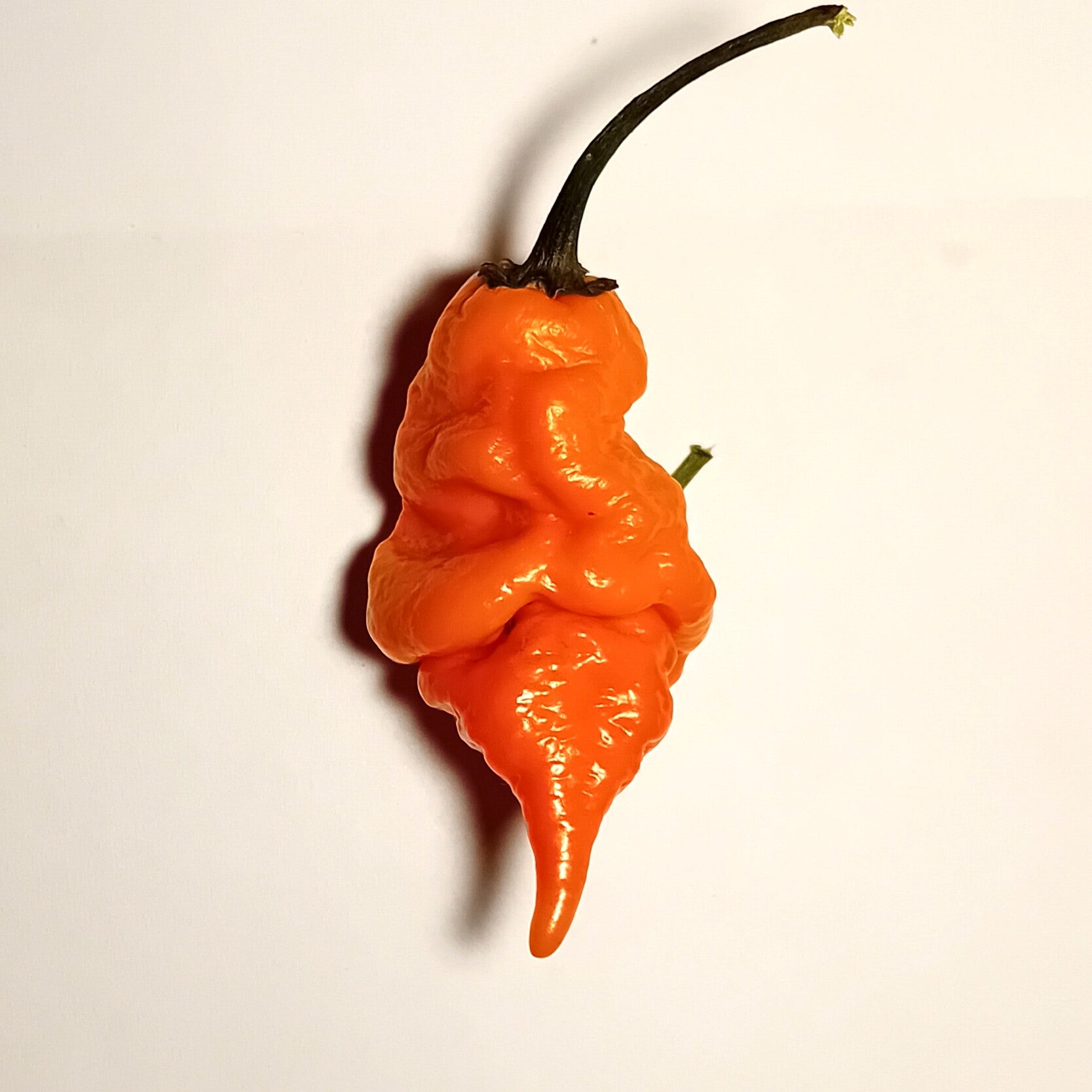 Seminţe Ardei - Scorpion Longtail Orange