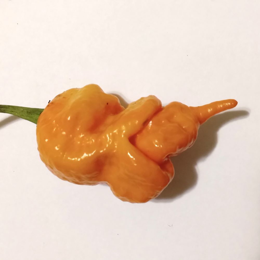 Seminţe Ardei - Scorpion Longtail Orange