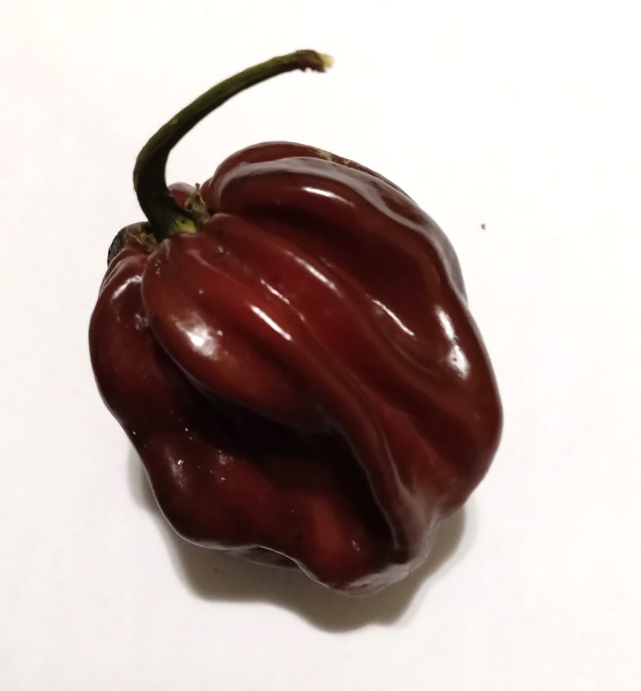 Seminţe Ardei - Scotch Bonnet Brown