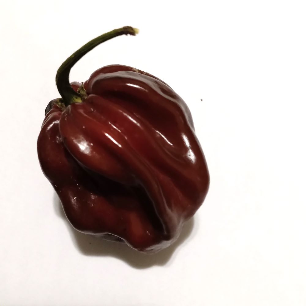 Seminţe Ardei - Scotch Bonnet Giant Chocolate
