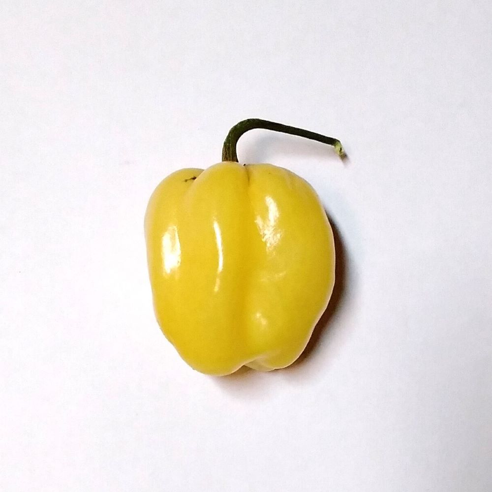 Seminţe Ardei - Scotch Bonnet Orange