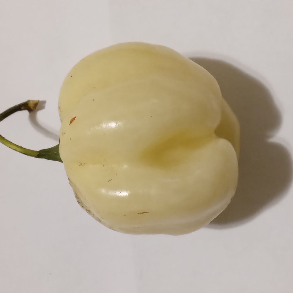 Seminţe Ardei - Scotch Bonnet Quash White
