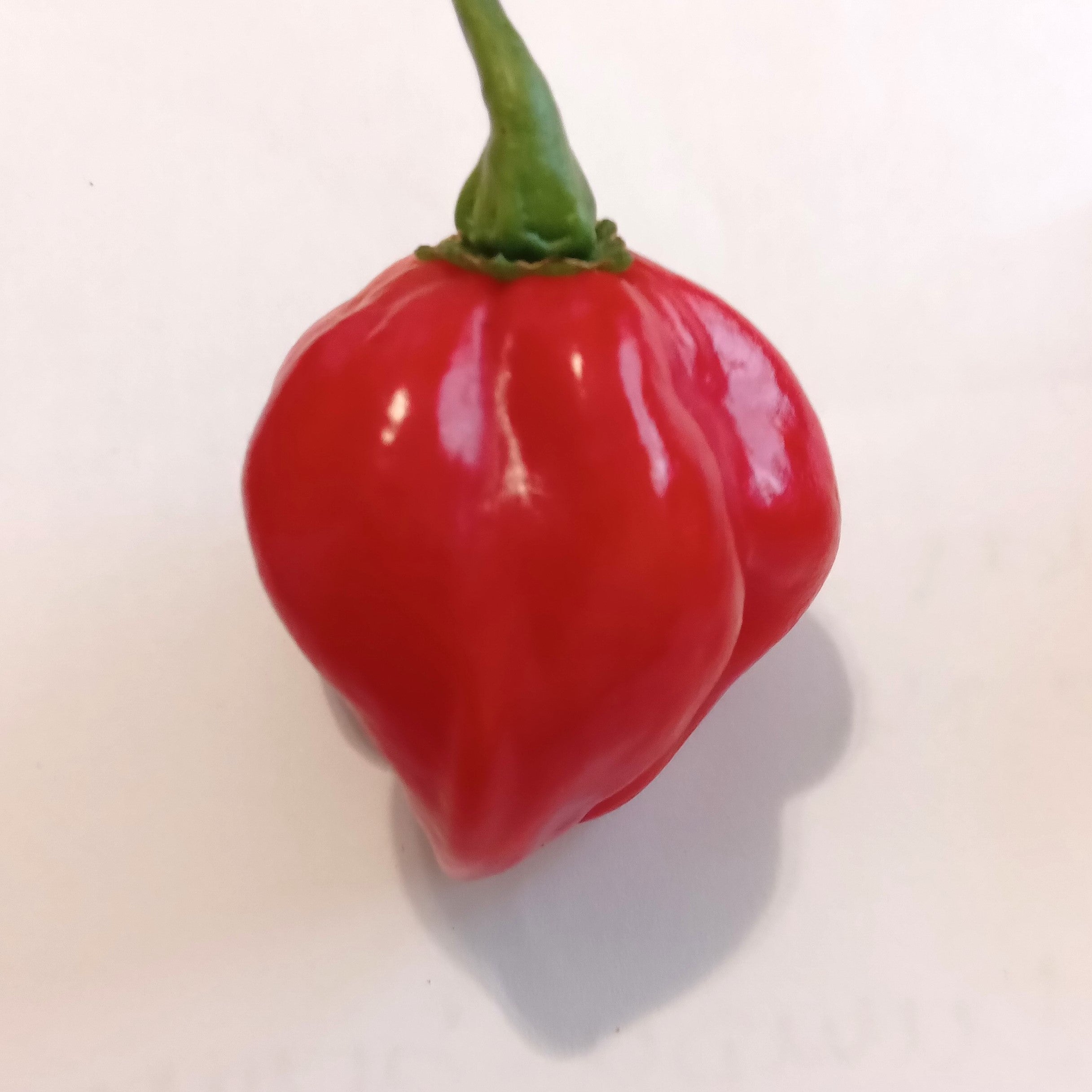 Seminţe Ardei - Scotch Bonnet Red