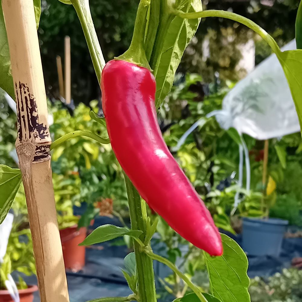 Seminţe Ardei - Serrano