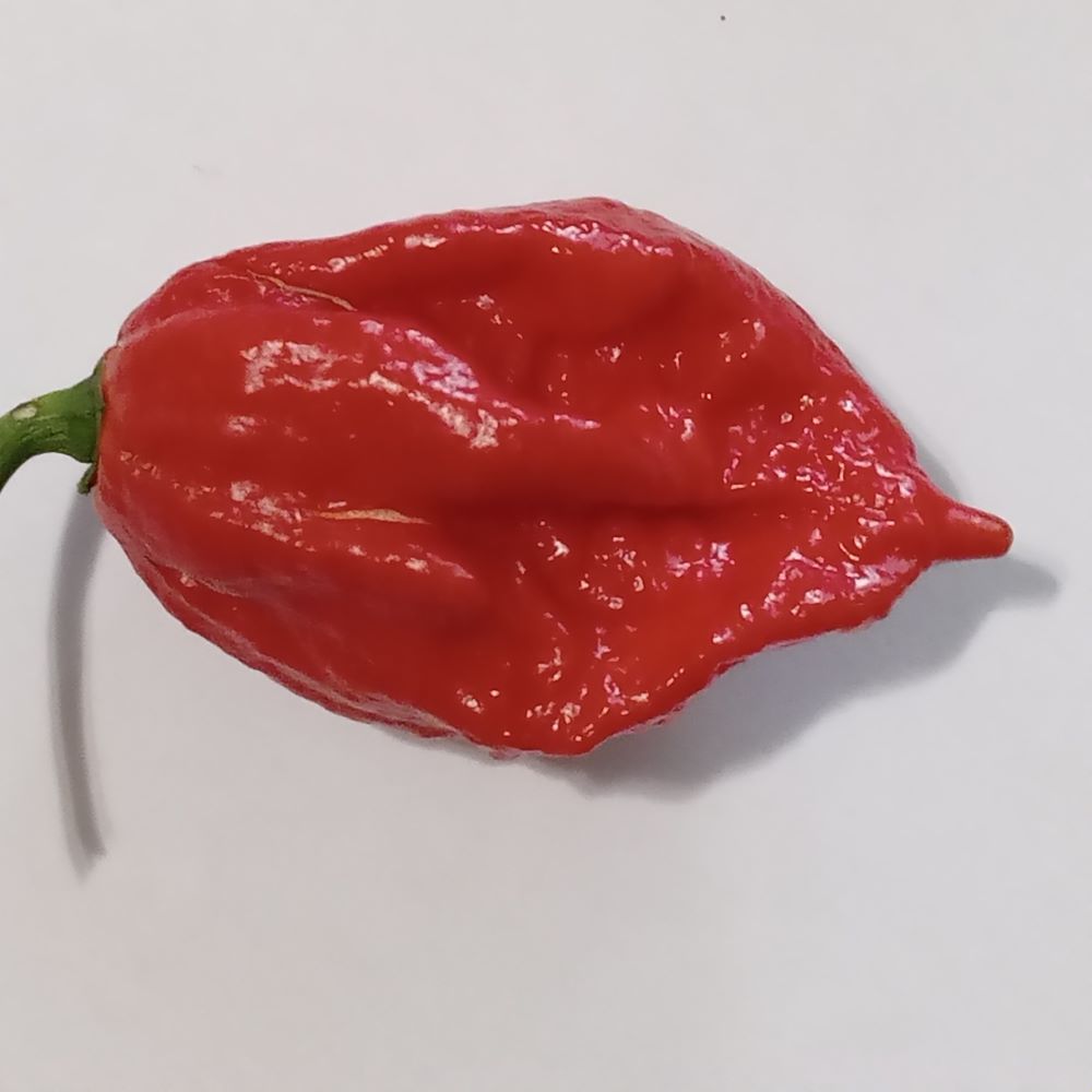 Seminţe Ardei - Shabu