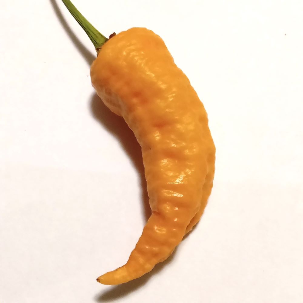 Seminţe Ardei - Space X