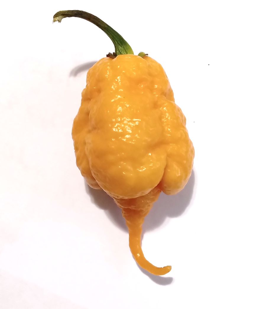 Seminţe Ardei - Star Scream