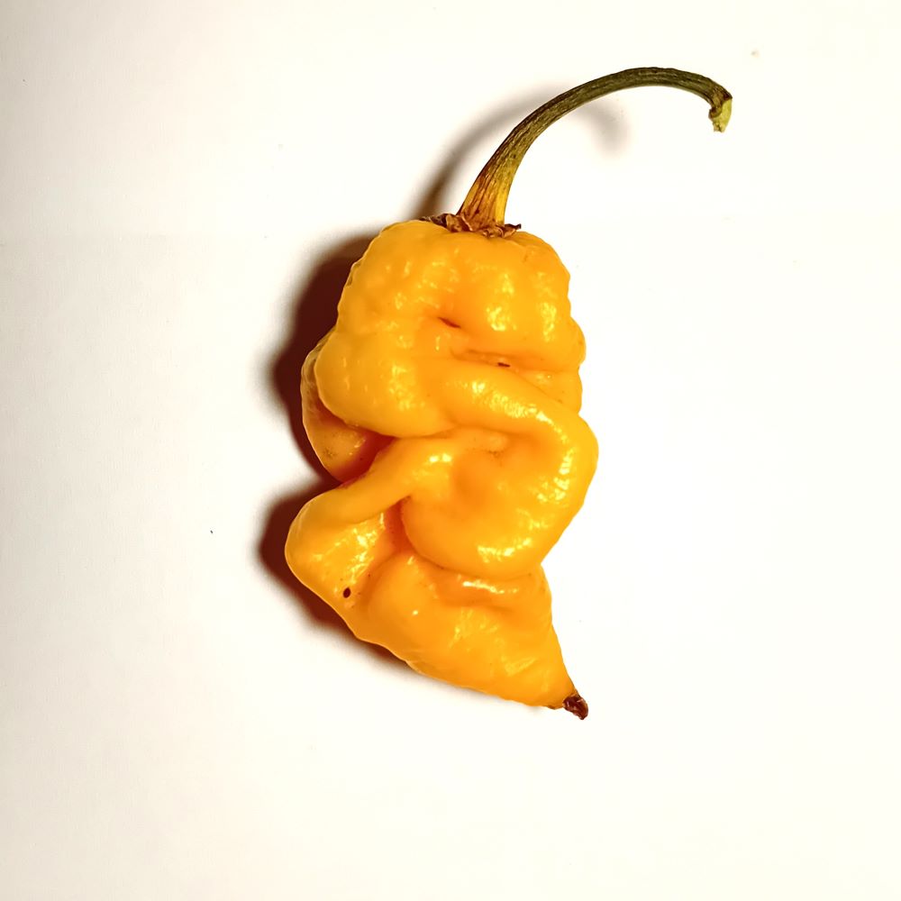 Pepper Seedling - Hurt Berry