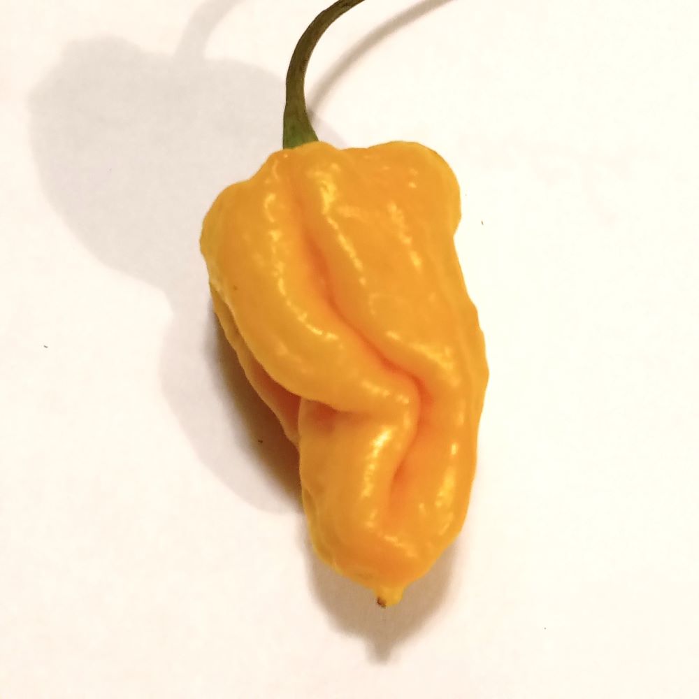 Seminţe Ardei - Stinger Yellow