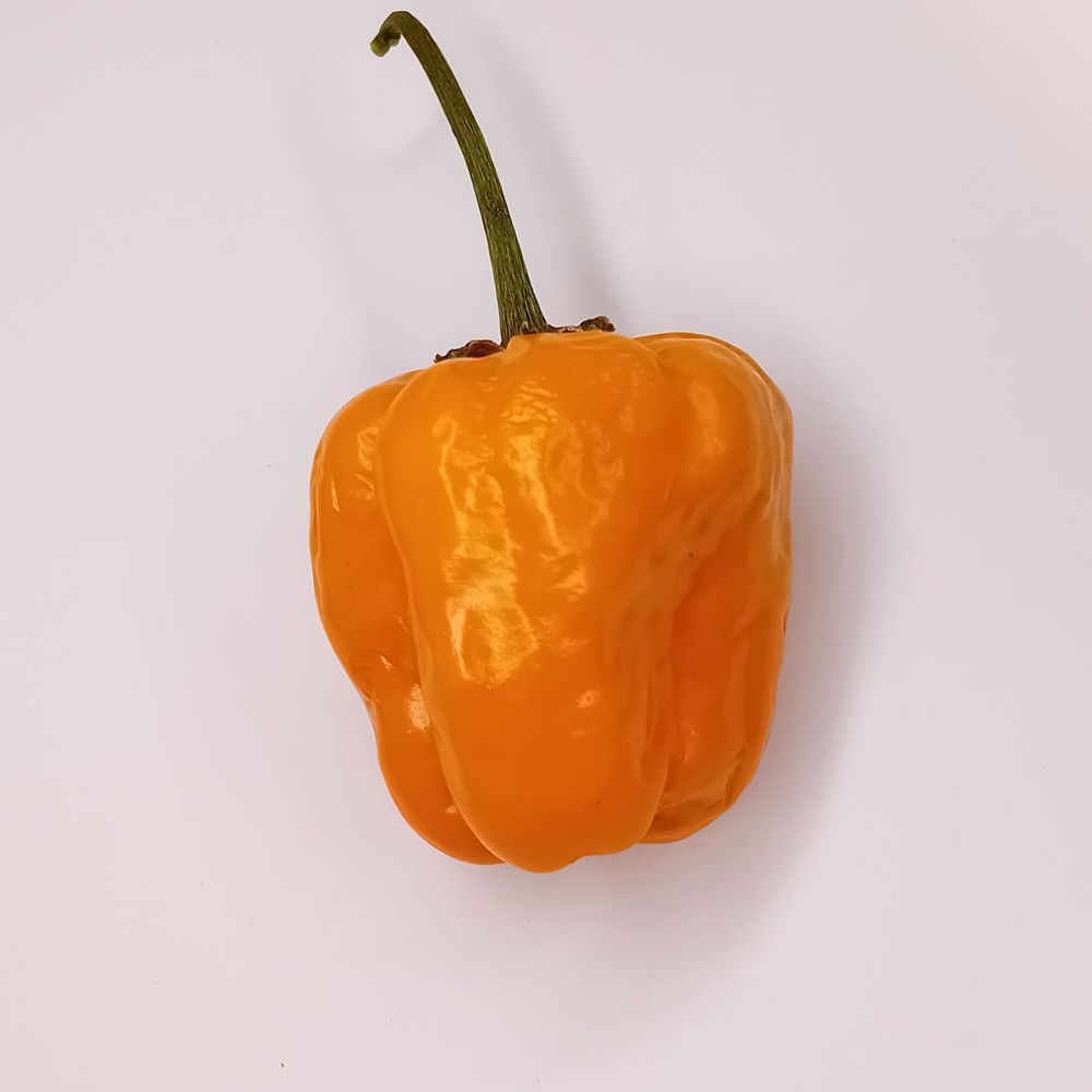 Seminţe Ardei - Sugar Rush Amarelo