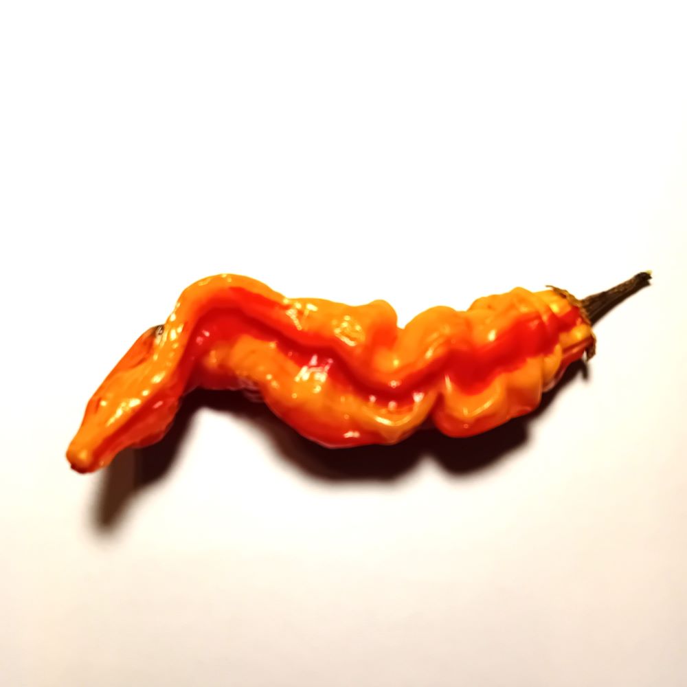 Seminţe Ardei - Sugar Rush Stripey