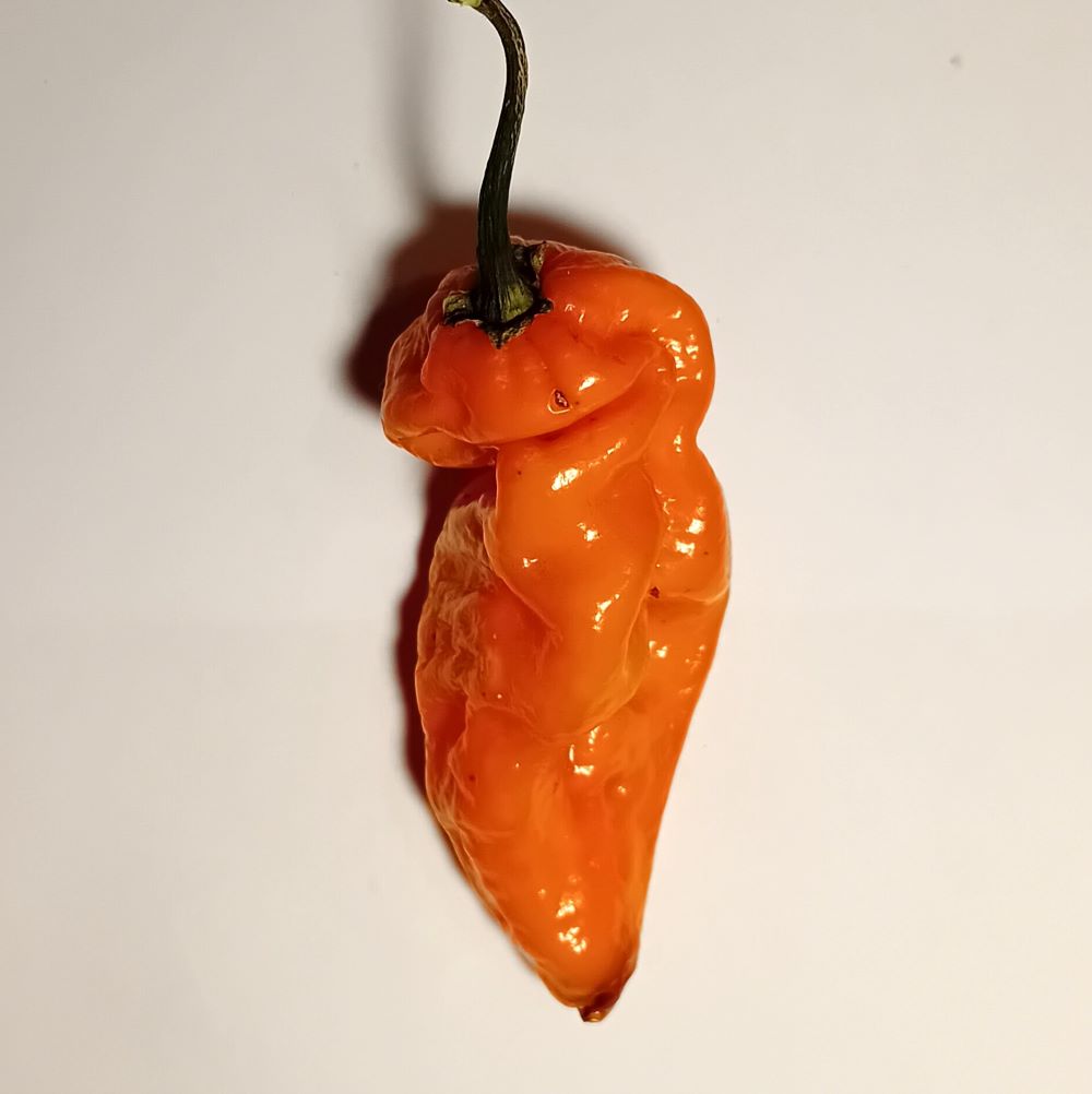 Seminţe Ardei - Sumatra