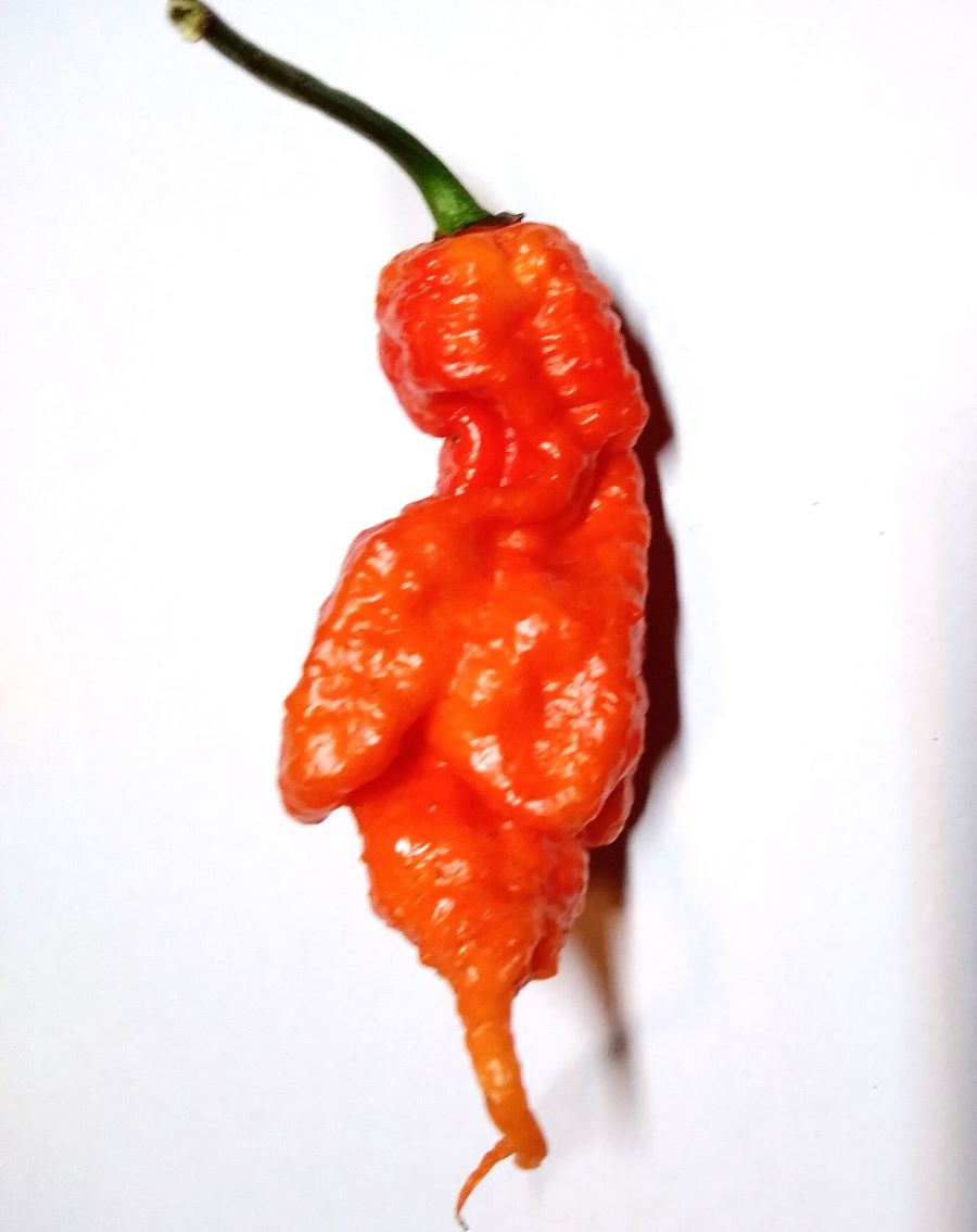 Seminţe Ardei - Super Bhut Jolokia Red